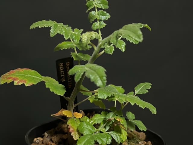 ボスウェリア実生】ボスウェリア サクラ 実生記録、成長記録 - Natural  