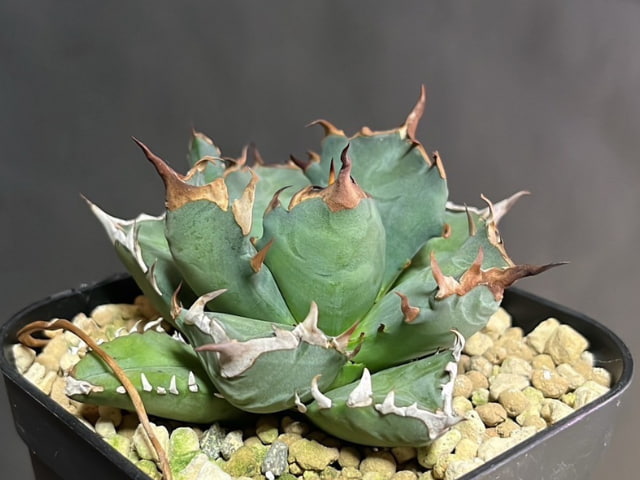 〓titanota〓 農大系 チタノタ 写真1・2からのカキコ