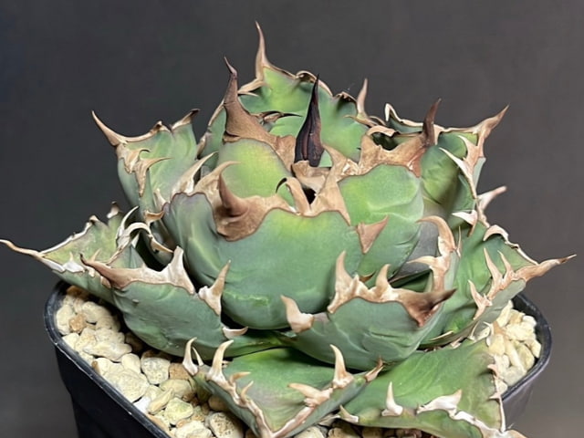 アガベチタノタsp.No1の特徴、育て方、成長速度など（sp.ナンバーワン  