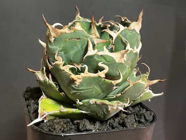 アガベチタノタの育成・管理にオススメの鉢 プレステラ - Natural Scene