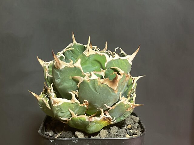 アガベ チタノタはLED管理でほんとに育つの？育成例 オススメライト  