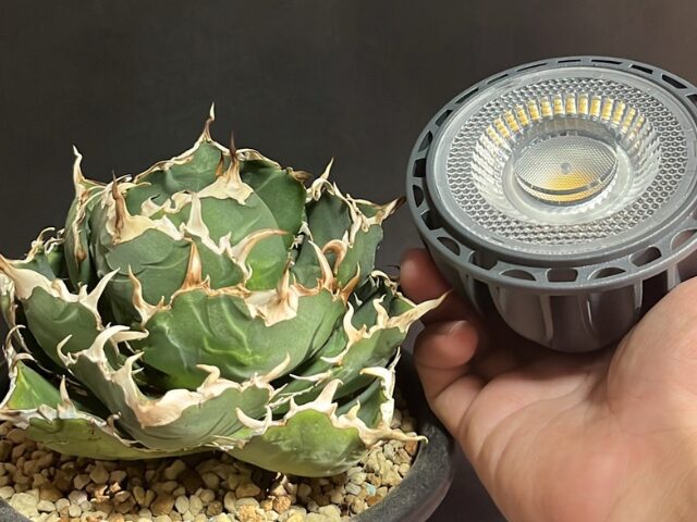 アガベ チタノタはLED管理でほんとに育つの？育成例 オススメライト  